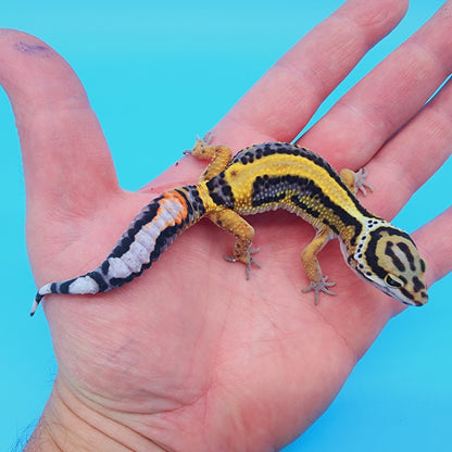 TBS Fire Bold Halloween Mask Bandit 100% Het Tremper Albino *nice stripes down tail!*