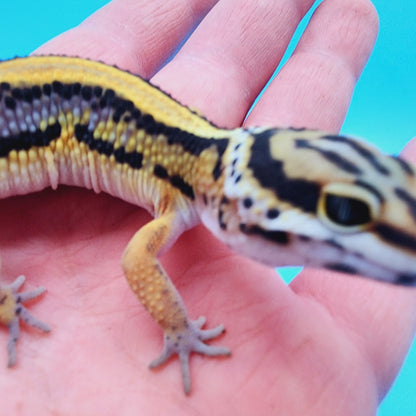 TBS Fire Bold Halloween Mask Bandit 100% Het Tremper Albino *nice stripes down tail!*