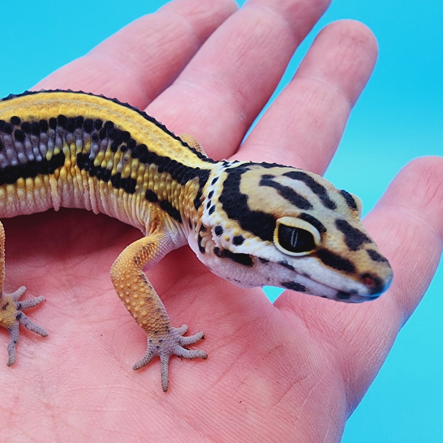 TBS Fire Bold Halloween Mask Bandit 100% Het Tremper Albino *nice stripes down tail!*