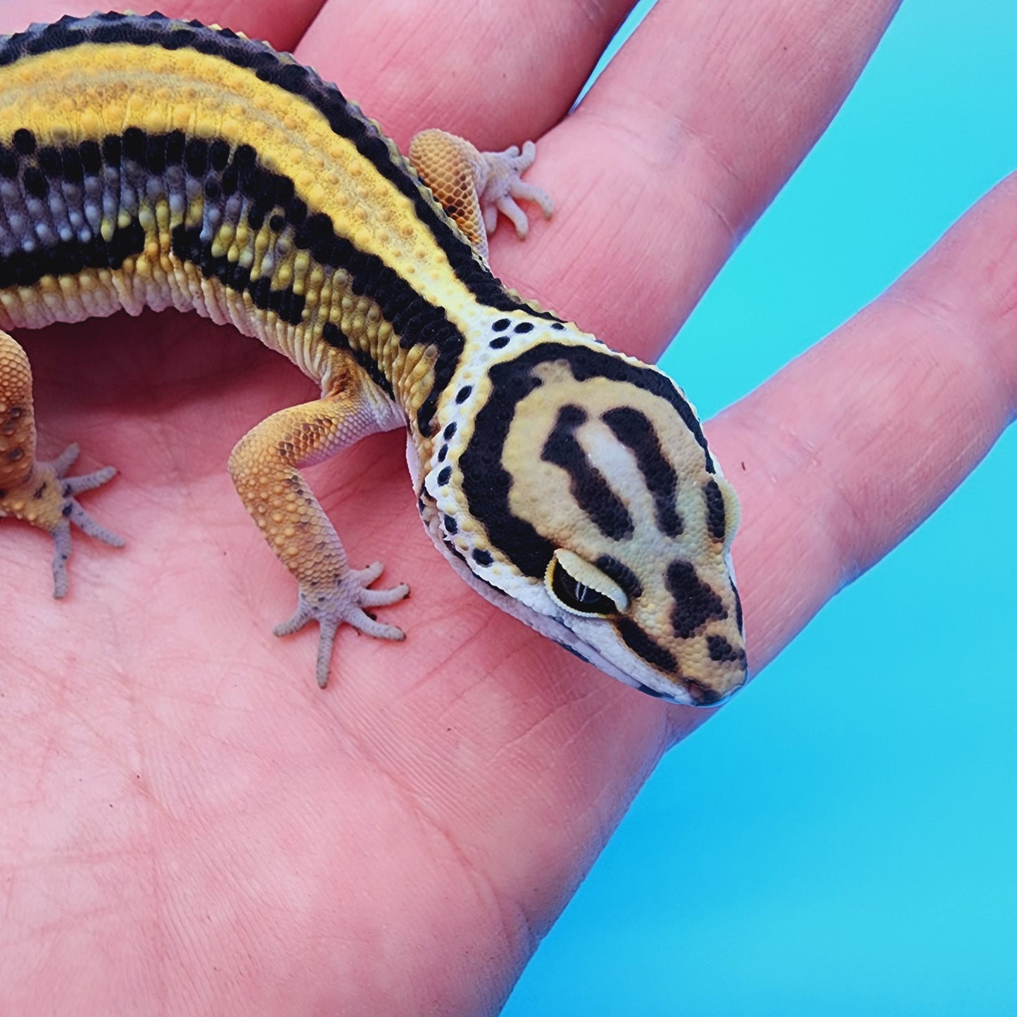 TBS Fire Bold Halloween Mask Bandit 100% Het Tremper Albino *nice stripes down tail!*