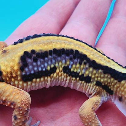 TBS Fire Bold Halloween Mask Bandit 100% Het Tremper Albino *nice stripes down tail!*