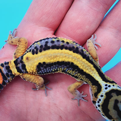 TBS Fire Bold Halloween Mask Bandit 100% Het Tremper Albino *nice stripes down tail!*