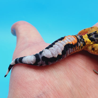 TBS Fire Bold Halloween Mask Bandit 100% Het Tremper Albino *nice stripes down tail!*