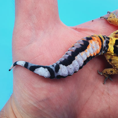 TBS Fire Bold Halloween Mask Bandit 100% Het Tremper Albino *nice stripes down tail!*