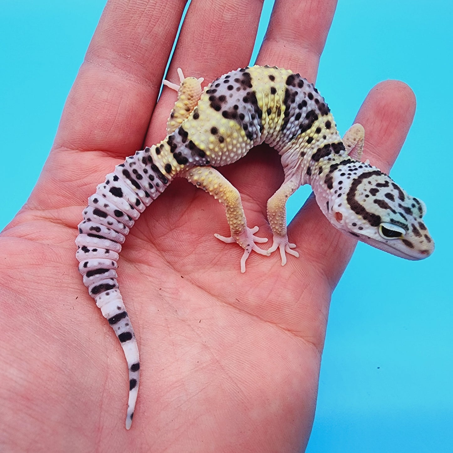 Female Fasciolatus Macularius