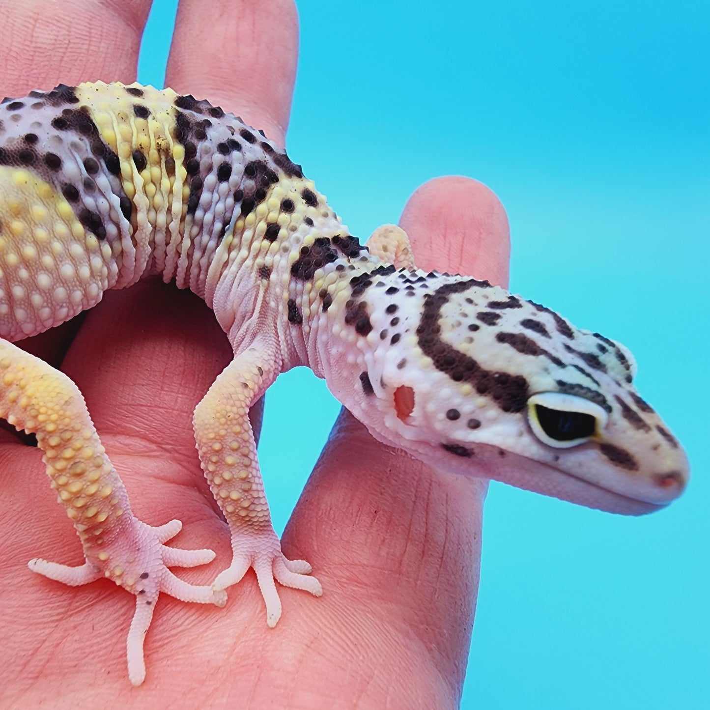 Female Fasciolatus Macularius