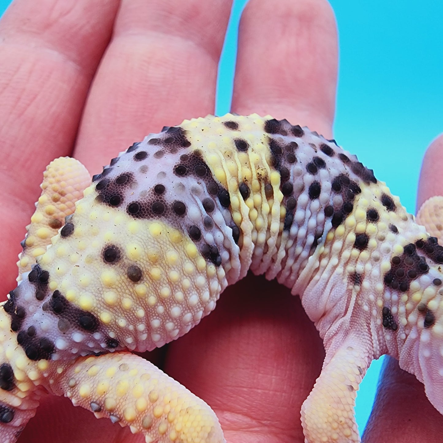 Female Fasciolatus Macularius