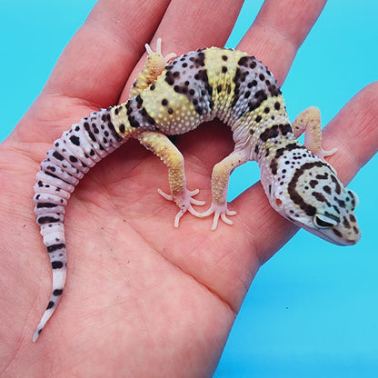 Female Fasciolatus Macularius