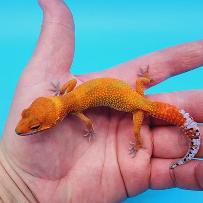 Female Super Hypo Mandarin Inferno 100% Het Tremper Albino Jungle