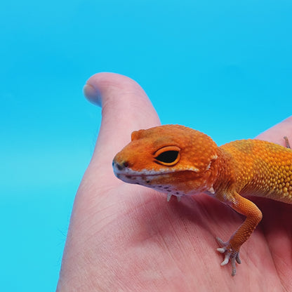 Female Super Hypo Mandarin Inferno 100% Het Tremper Albino Jungle