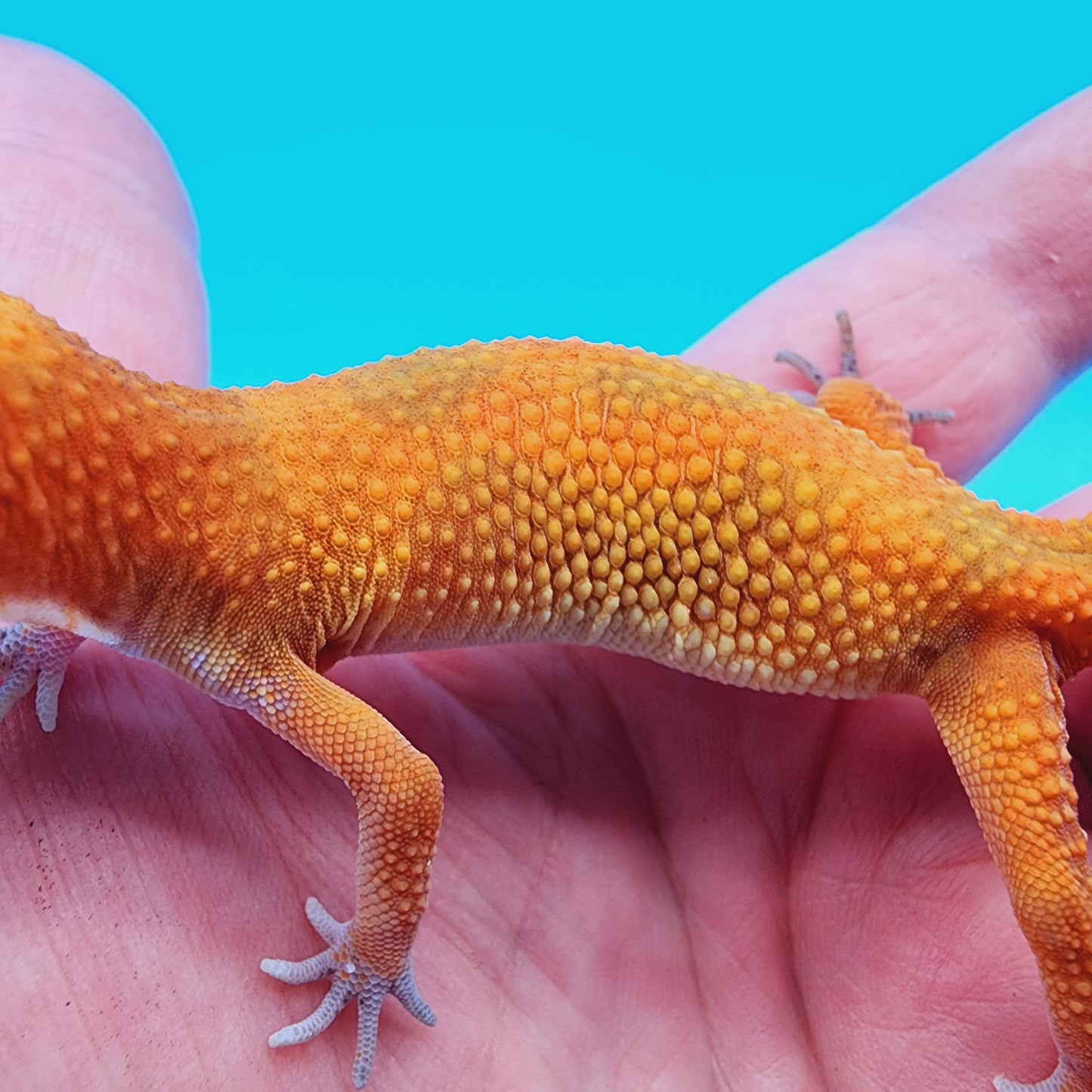 Female Super Hypo Mandarin Inferno 100% Het Tremper Albino Jungle