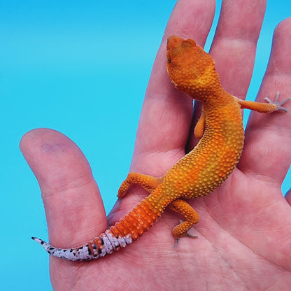 Female Super Hypo Mandarin Inferno 100% Het Tremper Albino Jungle