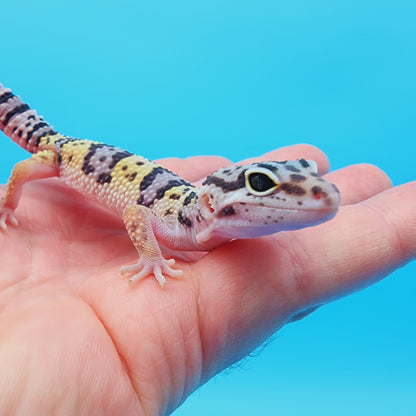 Male Hyper Xanthic Lavender