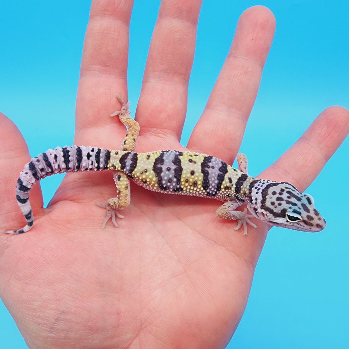 Male Hyper Xanthic Lavender