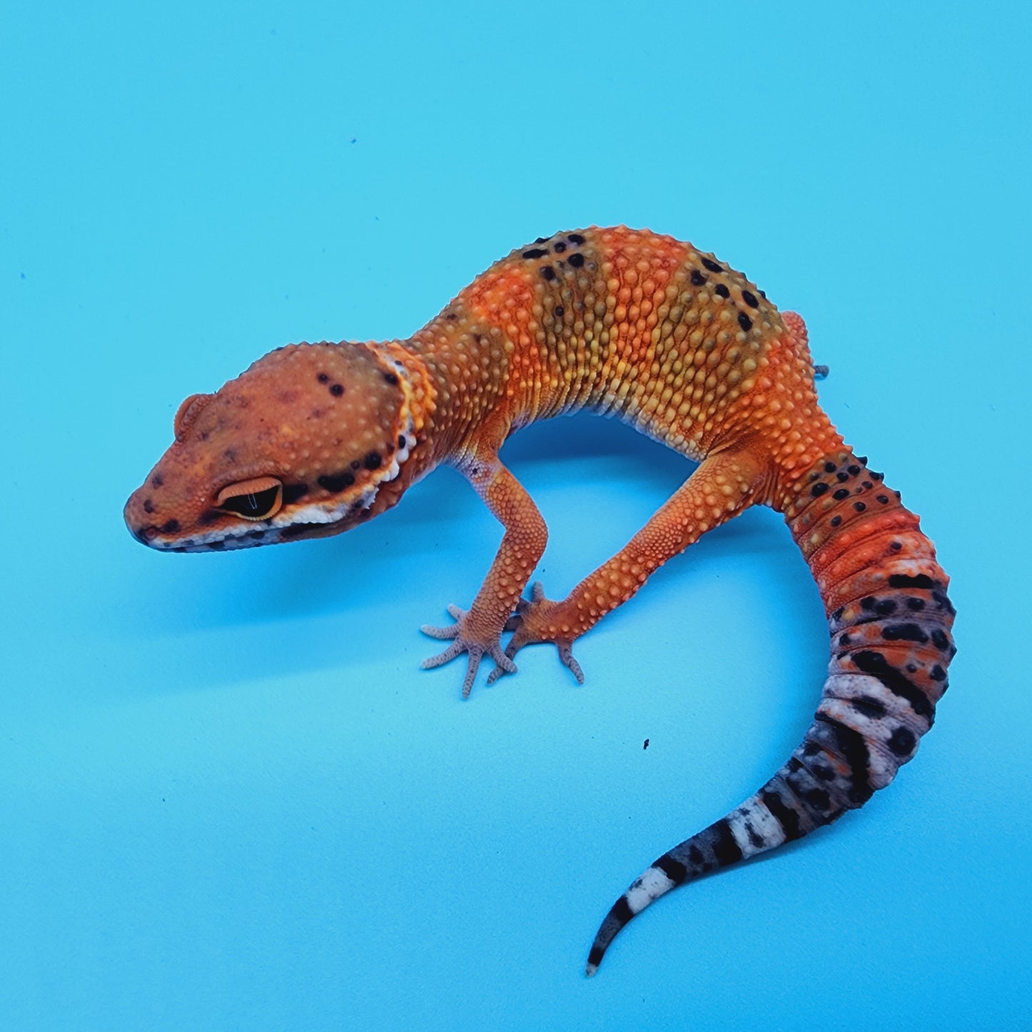 Female Mandarin Inferno 100% Het Tremper Albino