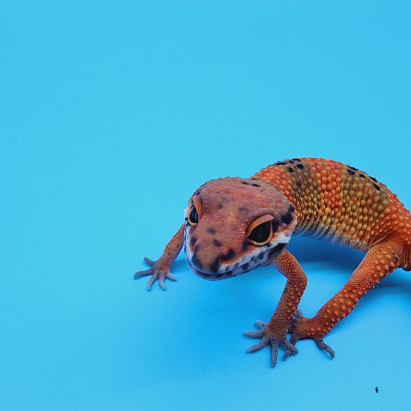 Female Mandarin Inferno 100% Het Tremper Albino