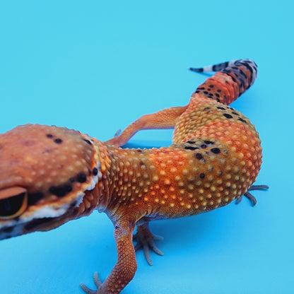 Female Mandarin Inferno 100% Het Tremper Albino