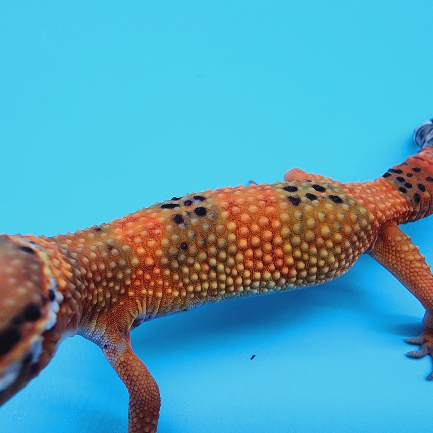 Female Mandarin Inferno 100% Het Tremper Albino