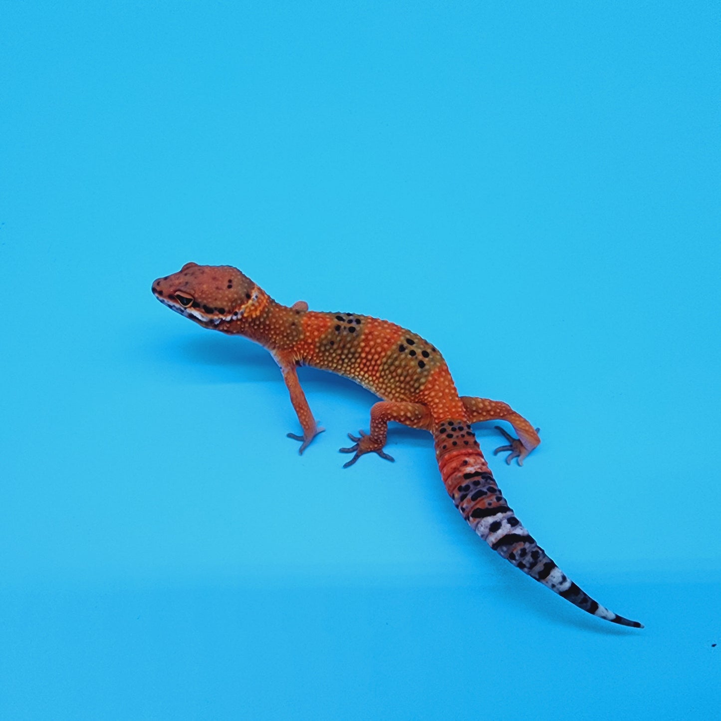 Female Mandarin Inferno 100% Het Tremper Albino