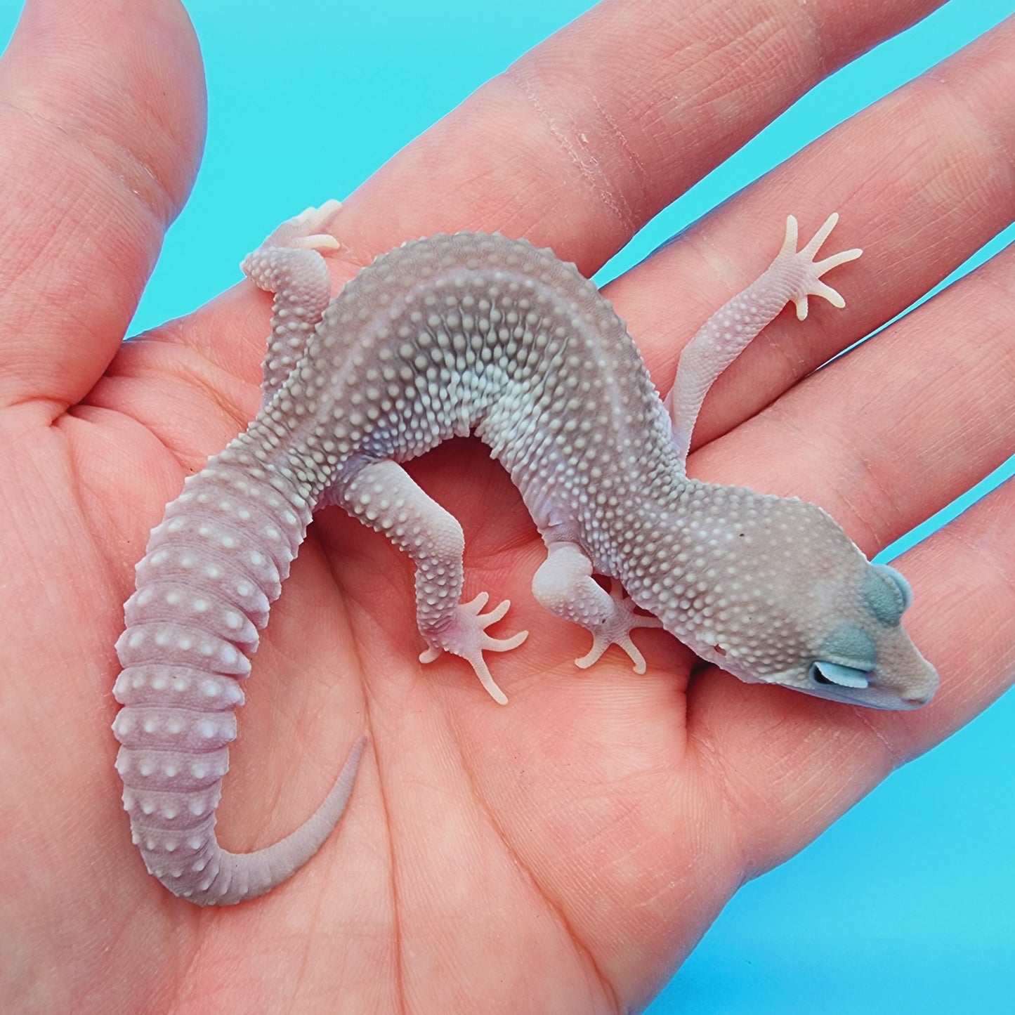 Afghanicus Blizzard possible Mack Snow 100% Het Diablo Blanco [solid black eyes]