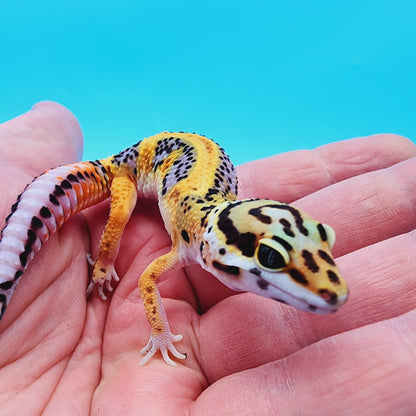 TBS Fire Bold Halloween Mask 100% Het Tremper Albino possible W&Y