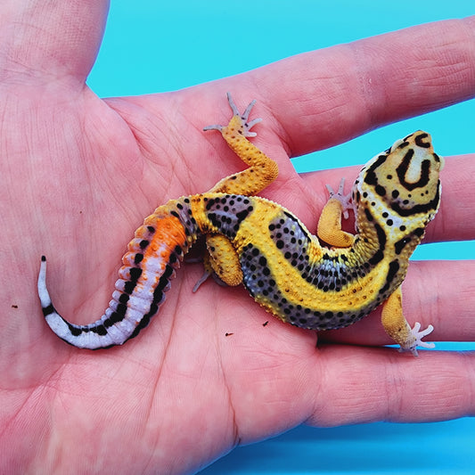 TBS Fire Bold Halloween Mask Bandit 100% Het Tremper Albino