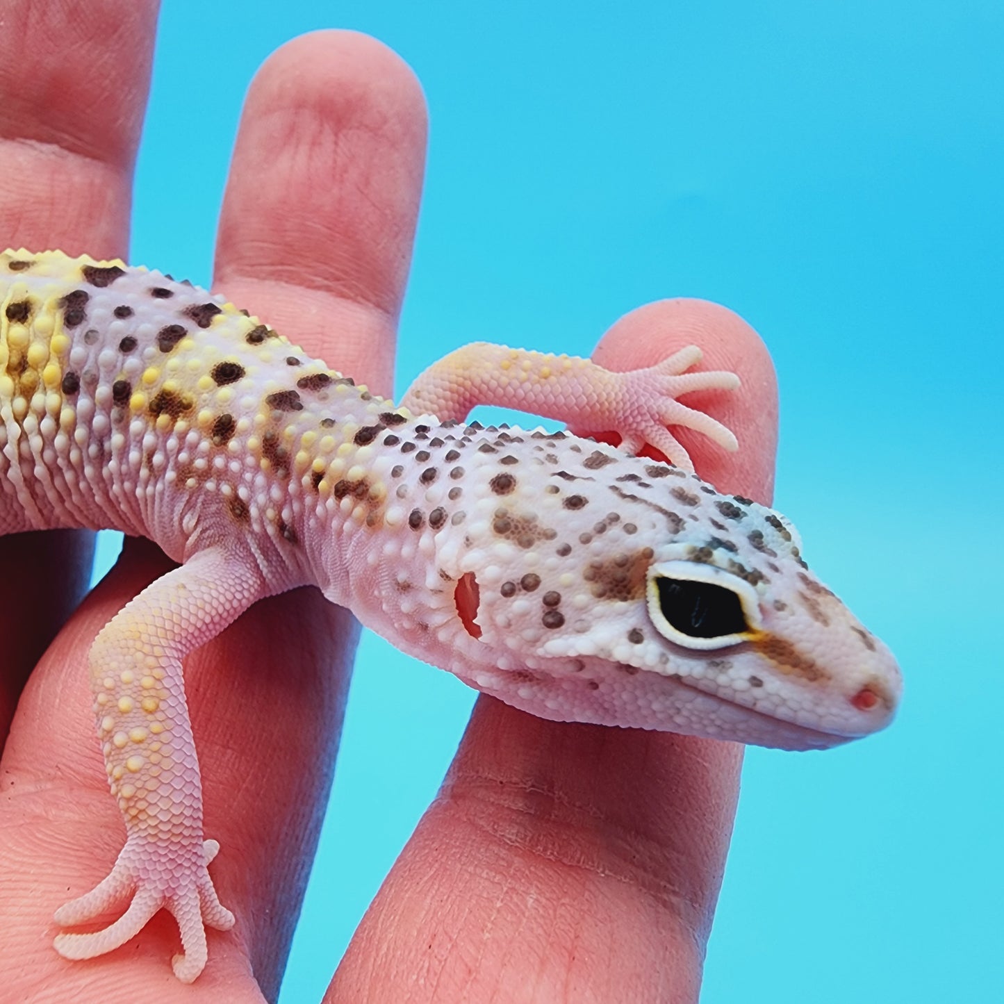 Female High White Lavender Hyper Xanthic W&Y