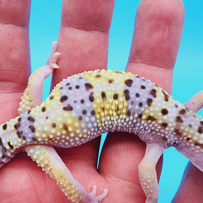 Female High White Lavender Hyper Xanthic W&Y