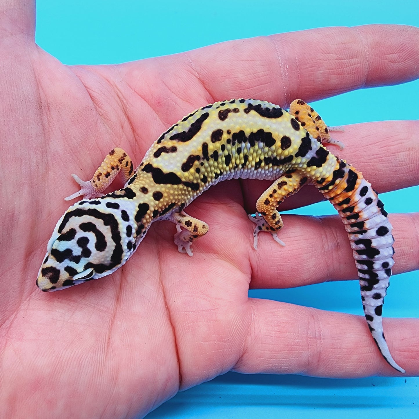 TBS Halloween Mask Bandit 100% Het Tremper Albino White & Yellow *super cool looking*