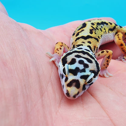 TBS Halloween Mask Bandit 100% Het Tremper Albino White & Yellow *super cool looking*