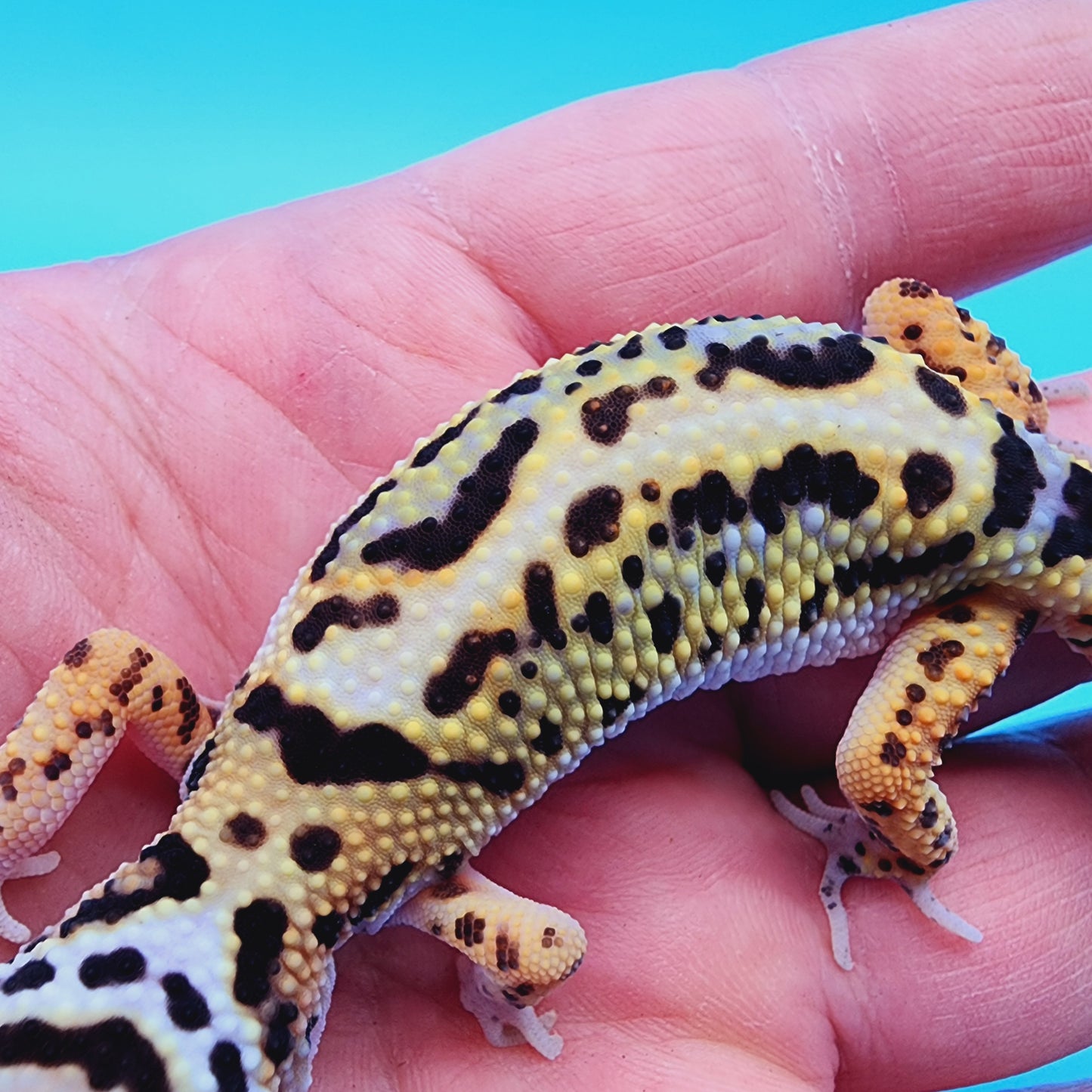 TBS Halloween Mask Bandit 100% Het Tremper Albino White & Yellow *super cool looking*