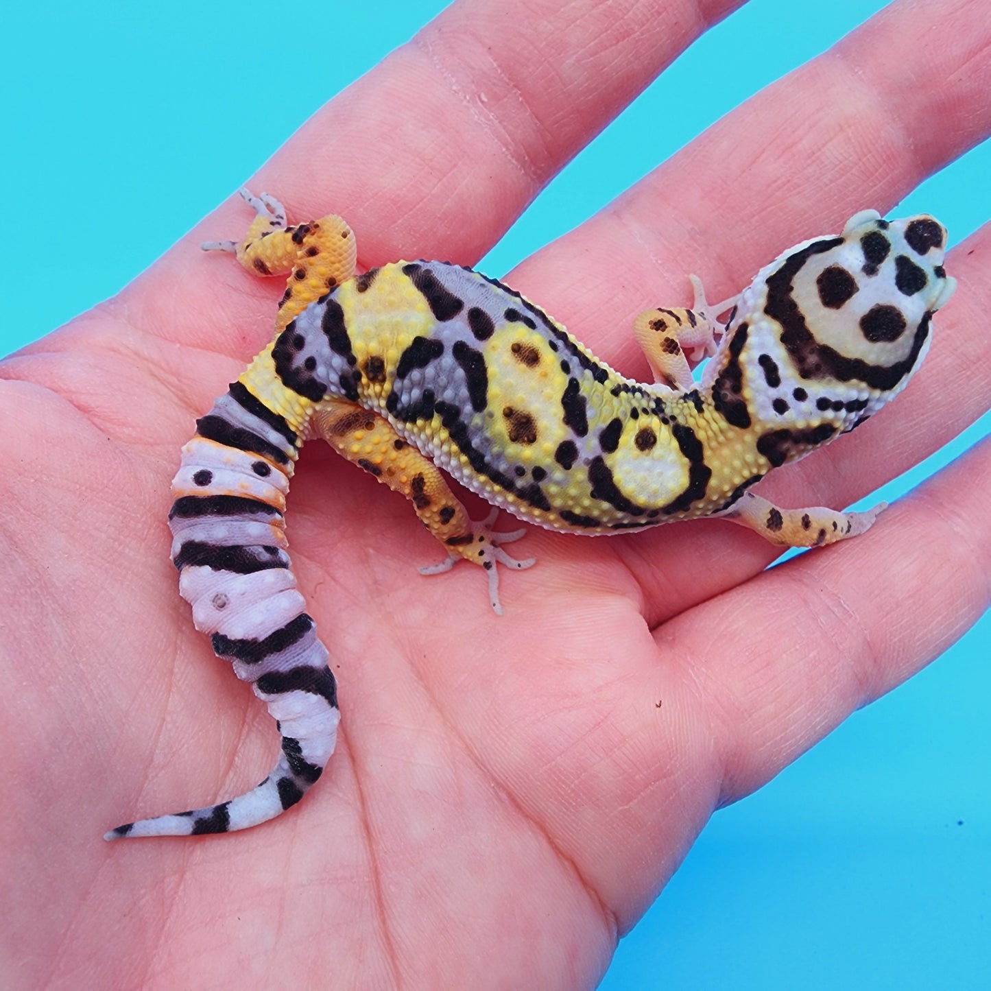 TBS Fire Bold Halloween Mask Bandit 100% Het Tremper Albino Possible W&Y *(interesting pattern!)*