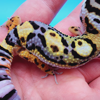 TBS Fire Bold Halloween Mask Bandit 100% Het Tremper Albino Possible W&Y *(interesting pattern!)*