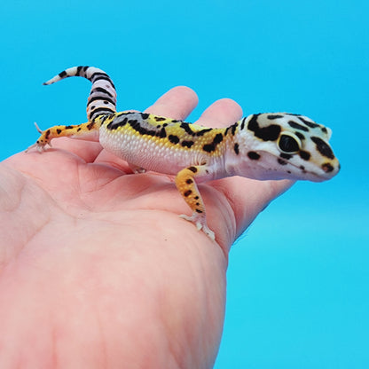 TBS Fire Bold Halloween Mask Bandit 100% Het Tremper Albino Possible W&Y *(interesting pattern!)*