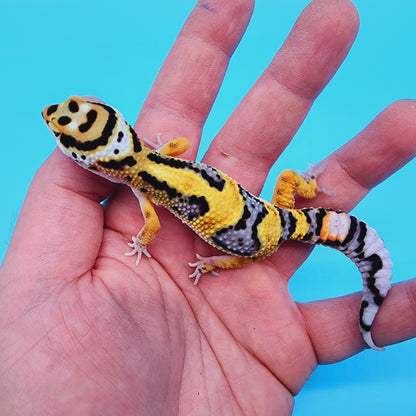 TBS Fire Bold Halloween Mask Bandit 100% Het Tremper Albino *Smiley Face*