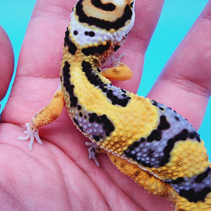 TBS Fire Bold Halloween Mask Bandit 100% Het Tremper Albino *Smiley Face*