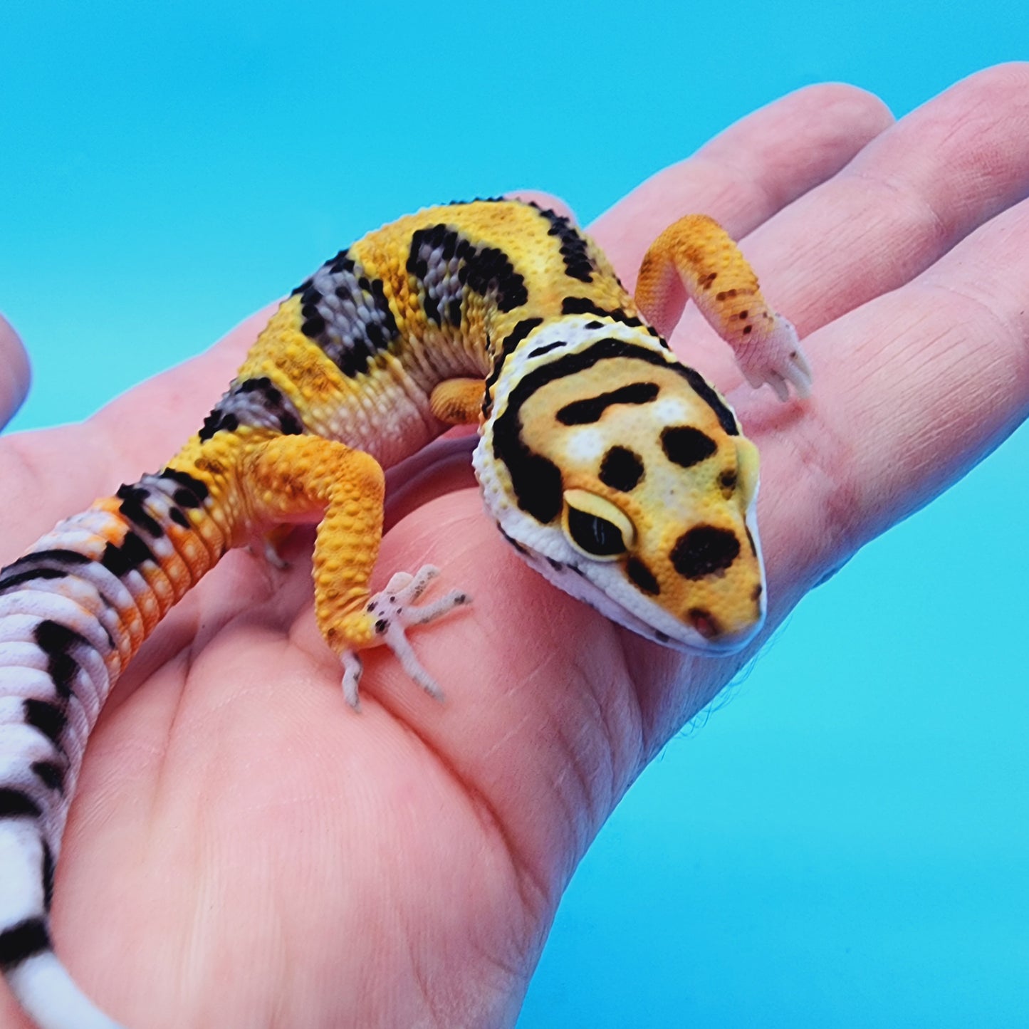 TBS Fire Bold Halloween Mask Bandit 100% Het Tremper Albino *Smiley Face*