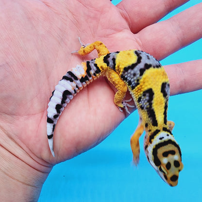 TBS Fire Bold Halloween Mask Bandit 100% Het Tremper Albino *Smiley Face*