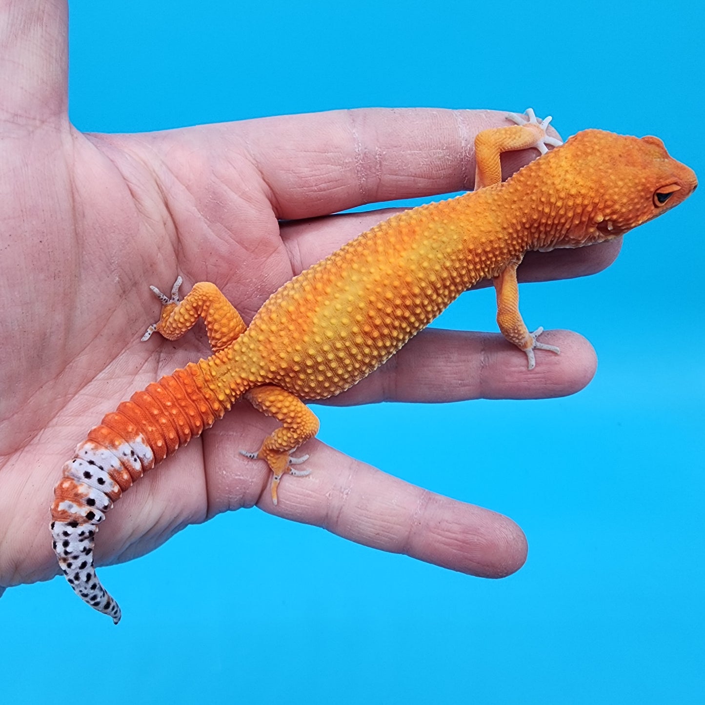 Female Super Hypo Mandarin Inferno 100% Het Tremper Albino Jungle