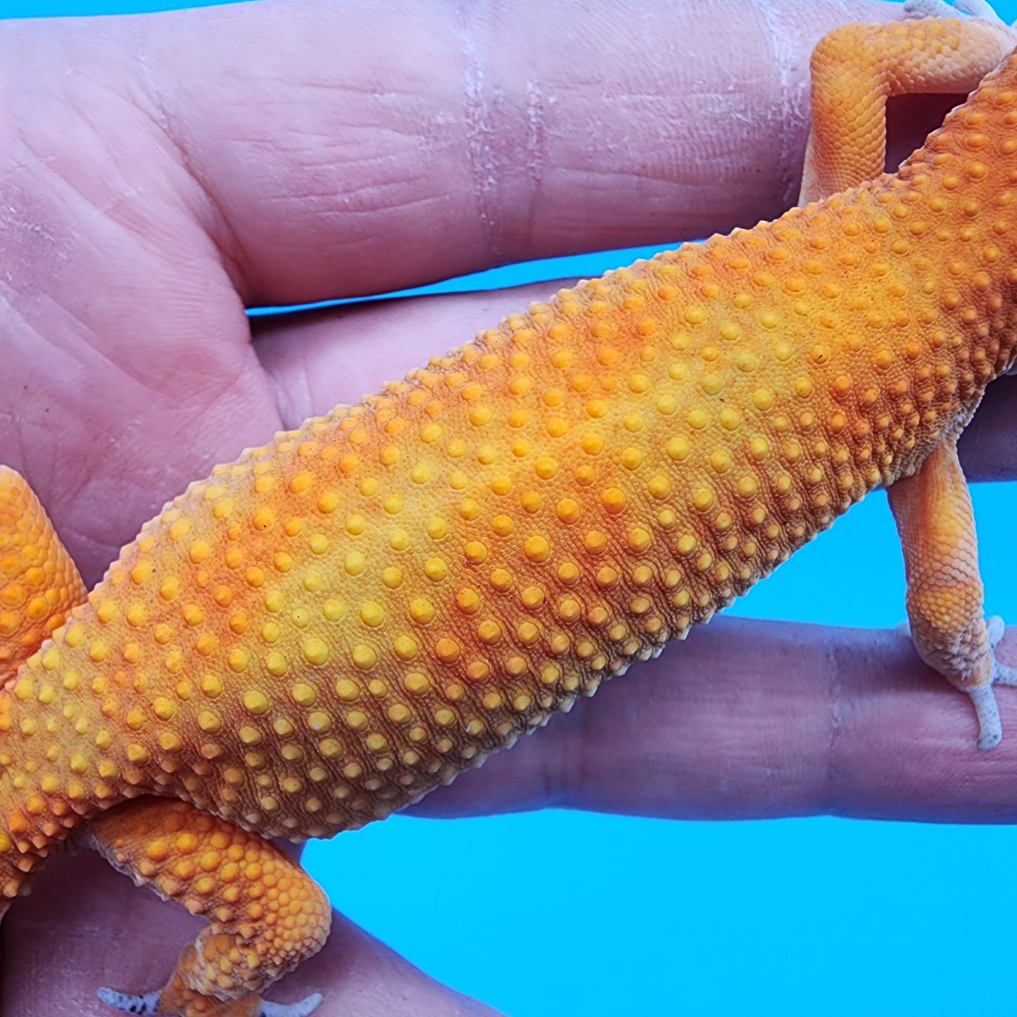 Female Super Hypo Mandarin Inferno 100% Het Tremper Albino Jungle