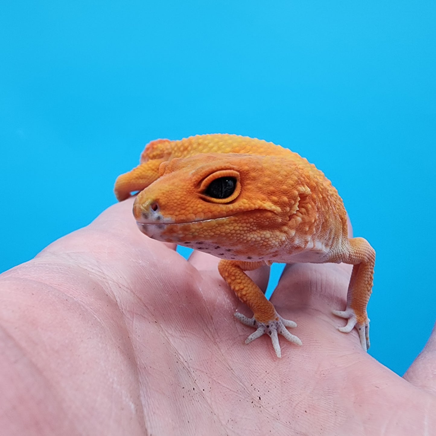 Female Super Hypo Mandarin Inferno 100% Het Tremper Albino Jungle