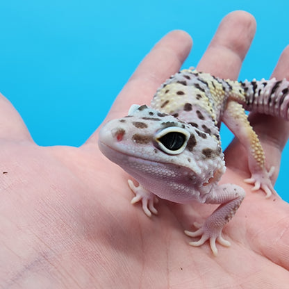 Male Hyper Xanthic Lavender