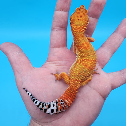 Female Mandarin Inferno 100% Het Tremper Albino