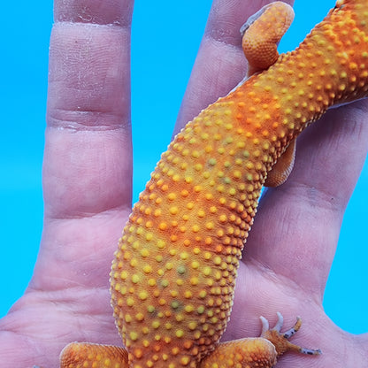 Female Mandarin Inferno 100% Het Tremper Albino