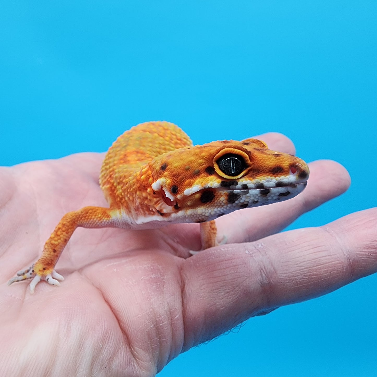 Female Mandarin Inferno 100% Het Tremper Albino