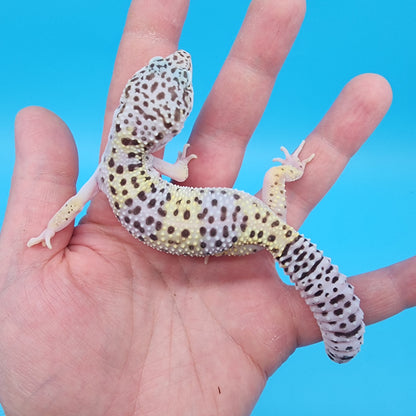 Female Fasciolatus Macularius (slight eye sensitivity in one eye to light & tail tip)