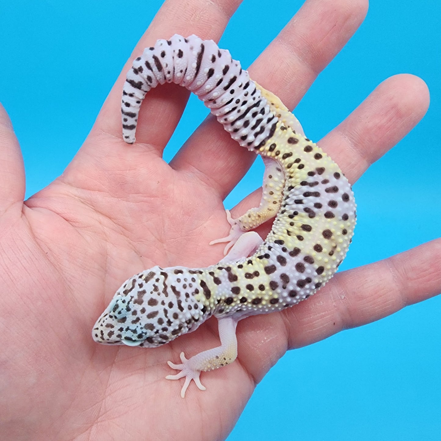 Female Fasciolatus Macularius (slight eye sensitivity in one eye to light & tail tip)