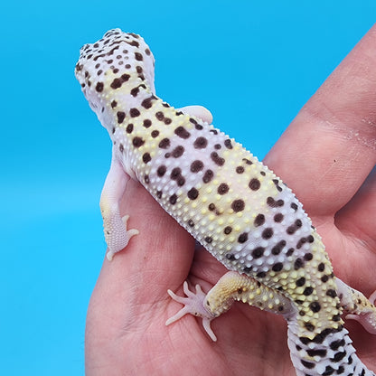 Female Fasciolatus Macularius (slight eye sensitivity in one eye to light & tail tip)