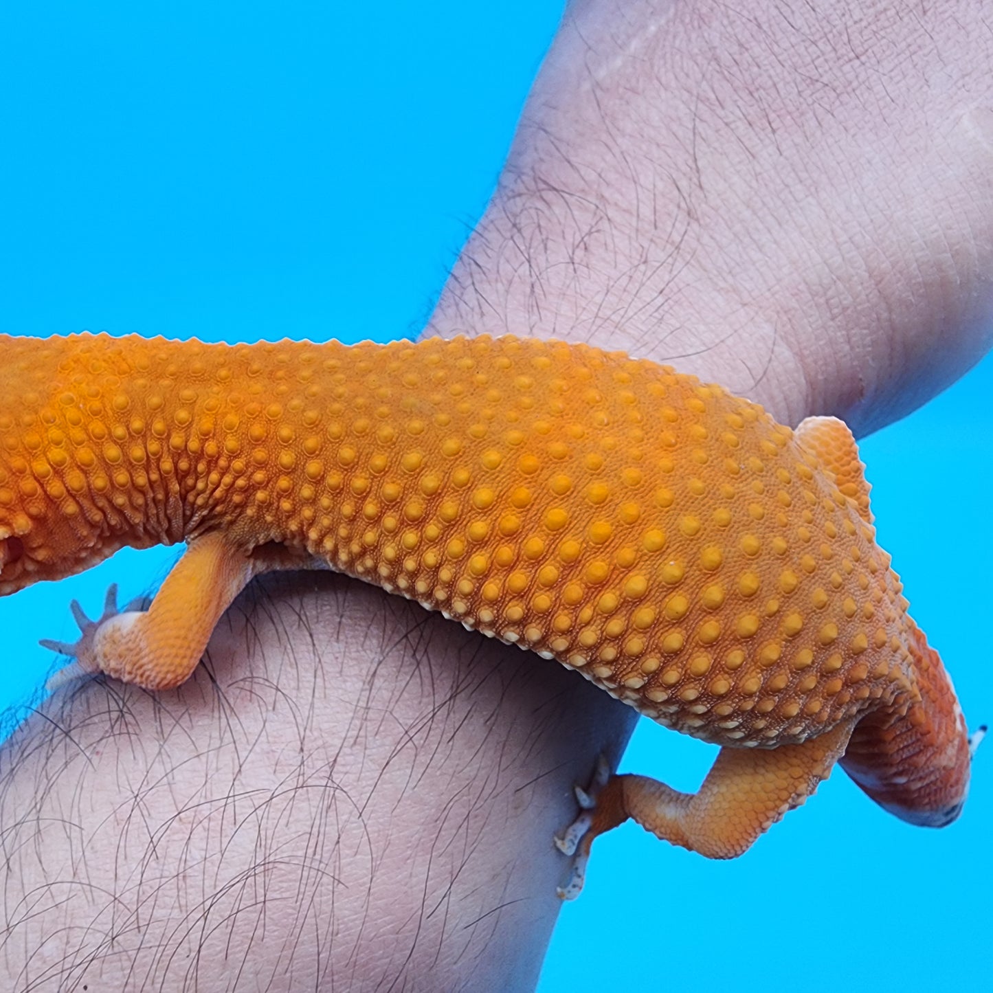 Female Super Hypo Mandarin Inferno 100% Het Tremper Albino