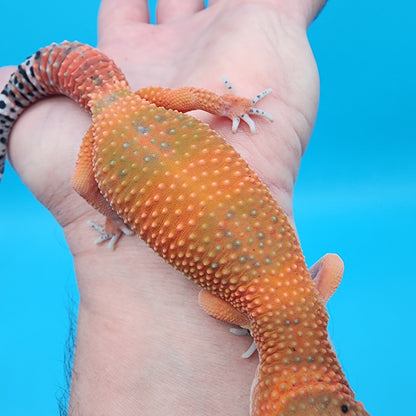 Female Giant Mandarin Inferno Blood Emerine